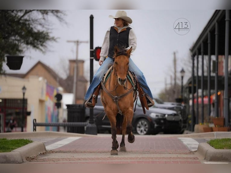 Quarter horse américain Jument 7 Ans Isabelle in Weatherford, TX