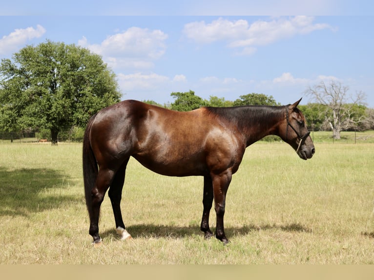 Quarter horse américain Jument 7 Ans Noir in Terrell