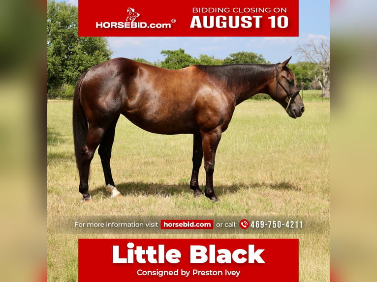 Quarter horse américain Jument 7 Ans Noir in Terrell