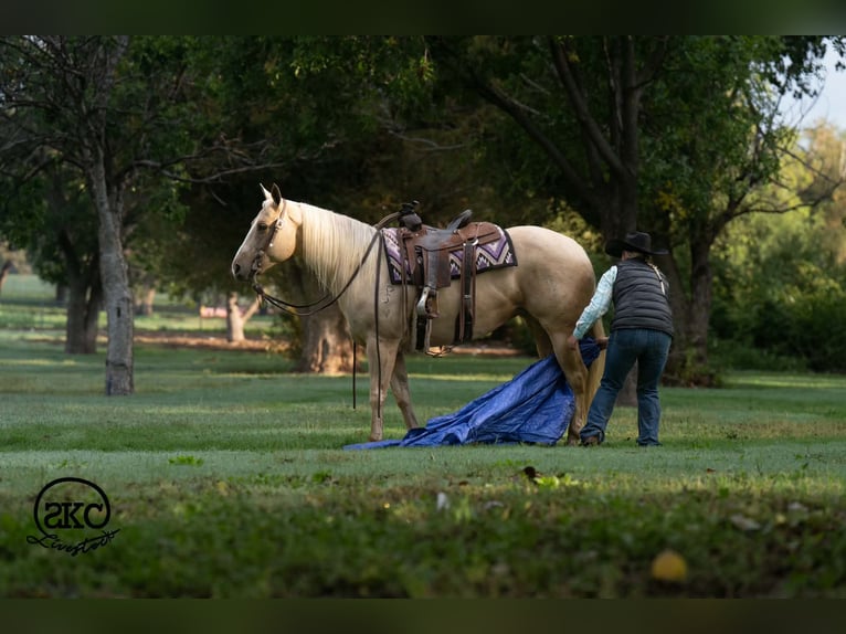 Quarter horse américain Jument 7 Ans Palomino in Canyon
