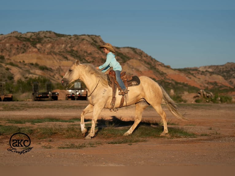 Quarter horse américain Jument 7 Ans Palomino in Canyon