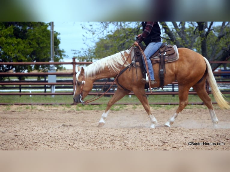 Quarter horse américain Jument 7 Ans Palomino in Weatherford TX