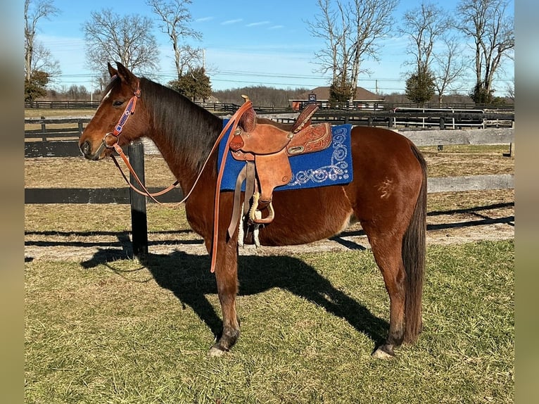 Quarter horse américain Jument 8 Ans 135 cm Bai cerise in Lexington