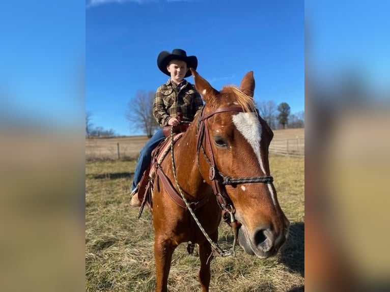 Quarter horse américain Jument 8 Ans 142 cm Alezan brûlé in Clarksburg, TN