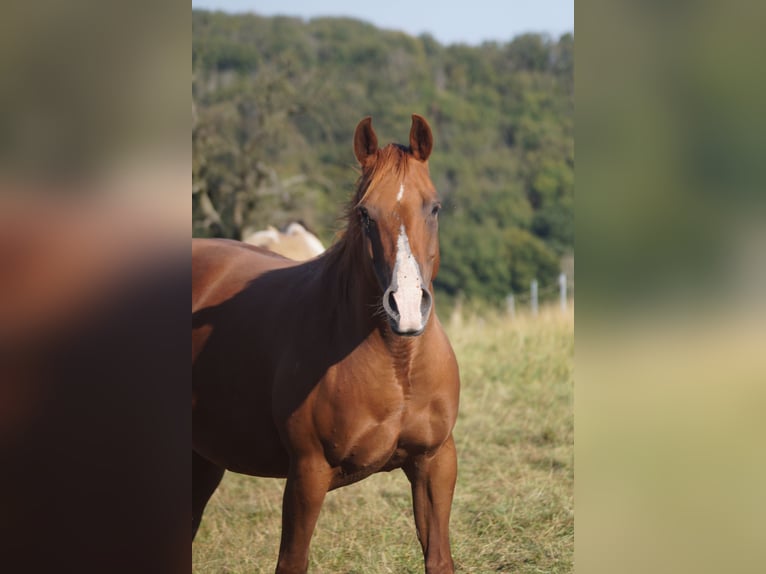 Quarter horse américain Jument 8 Ans 146 cm Alezan in Mansfeld