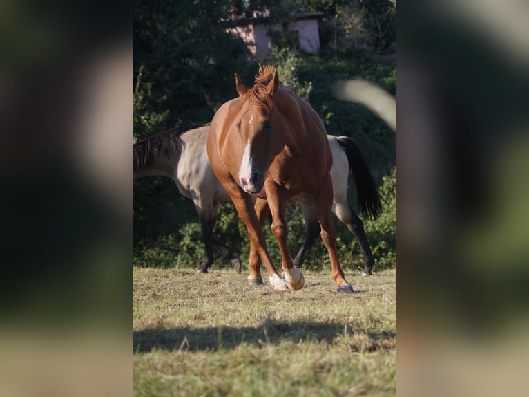 Quarter horse américain Jument 8 Ans 146 cm Alezan in Mansfeld