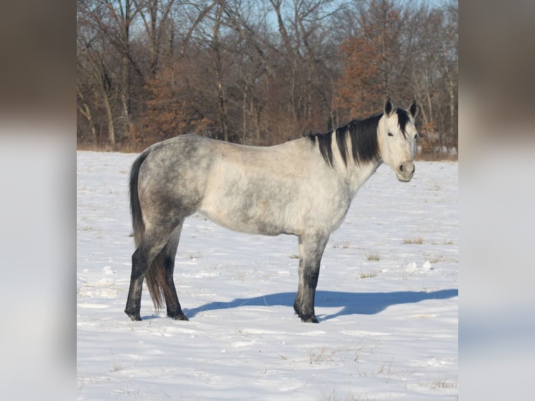 Quarter horse américain Jument 8 Ans 147 cm Gris in Brownstown, IL