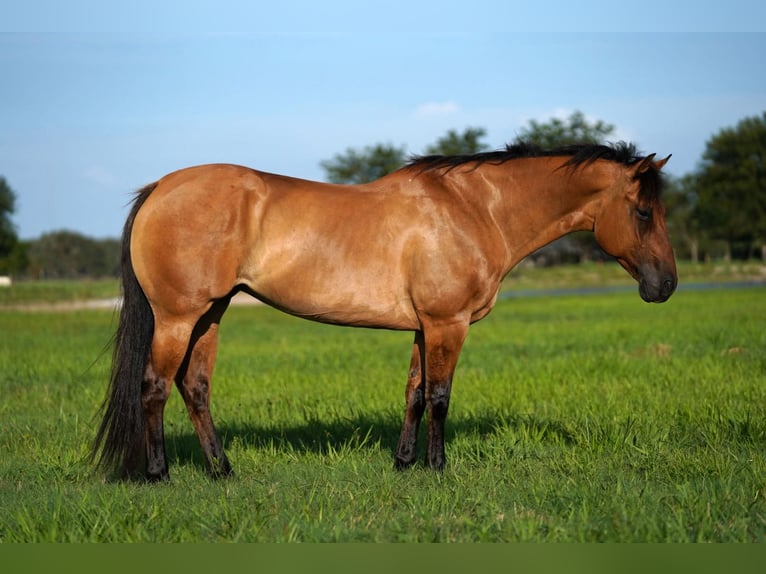 Quarter horse américain Jument 8 Ans 147 cm Isabelle in Kaufman, TX