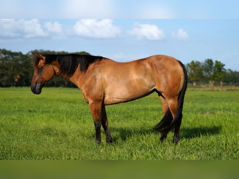 Quarter horse américain Jument 8 Ans 147 cm Isabelle in Kaufman, TX