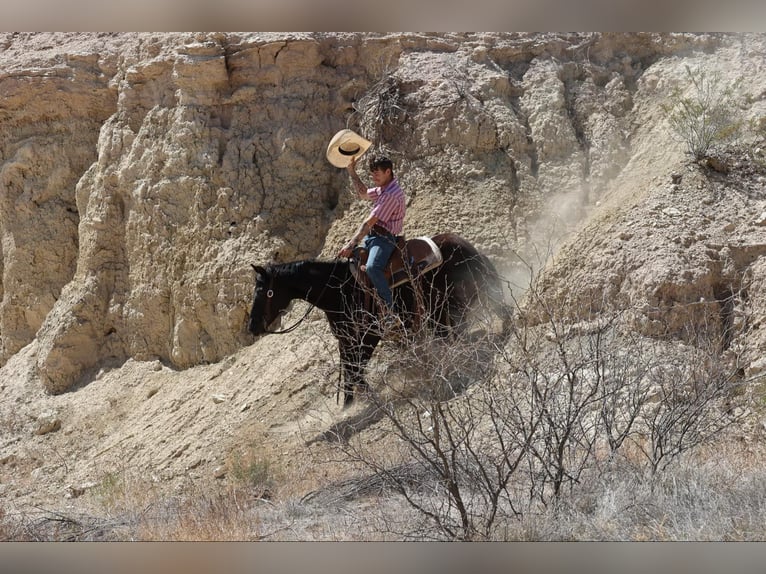Quarter horse américain Jument 8 Ans 147 cm Noir in Camp Verrde AZ