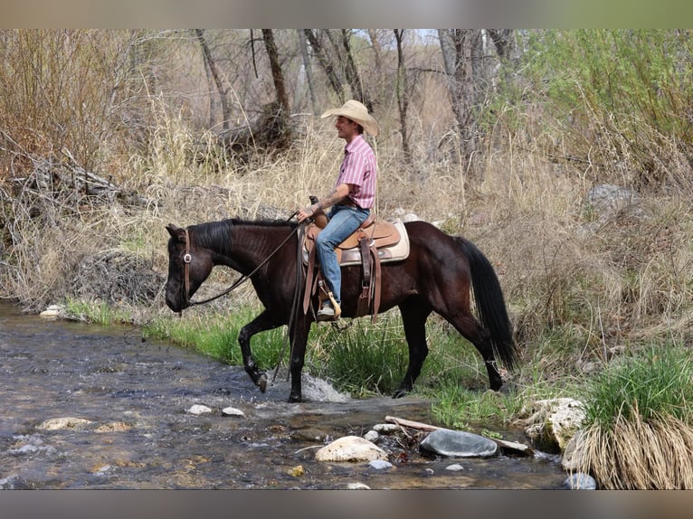 Quarter horse américain Jument 8 Ans 147 cm Noir in Camp Verrde AZ