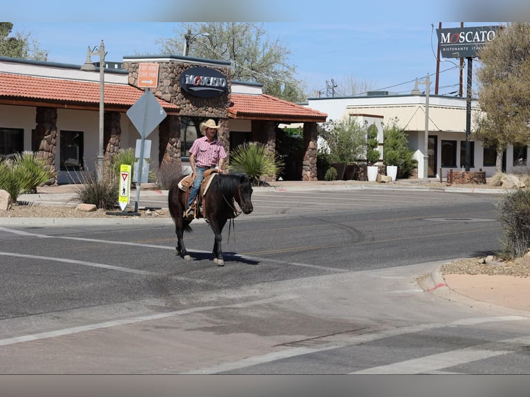Quarter horse américain Jument 8 Ans 147 cm Noir in Camp Verrde AZ
