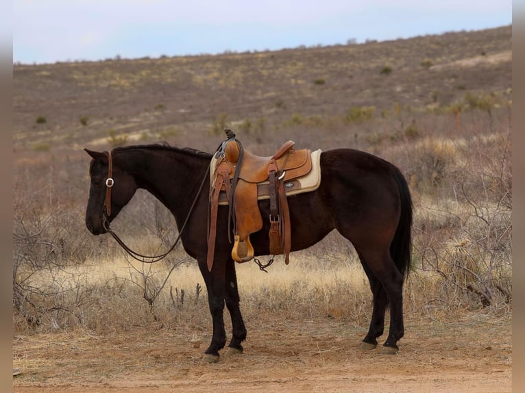 Quarter horse américain Jument 8 Ans 147 cm Noir in Camp Verrde AZ