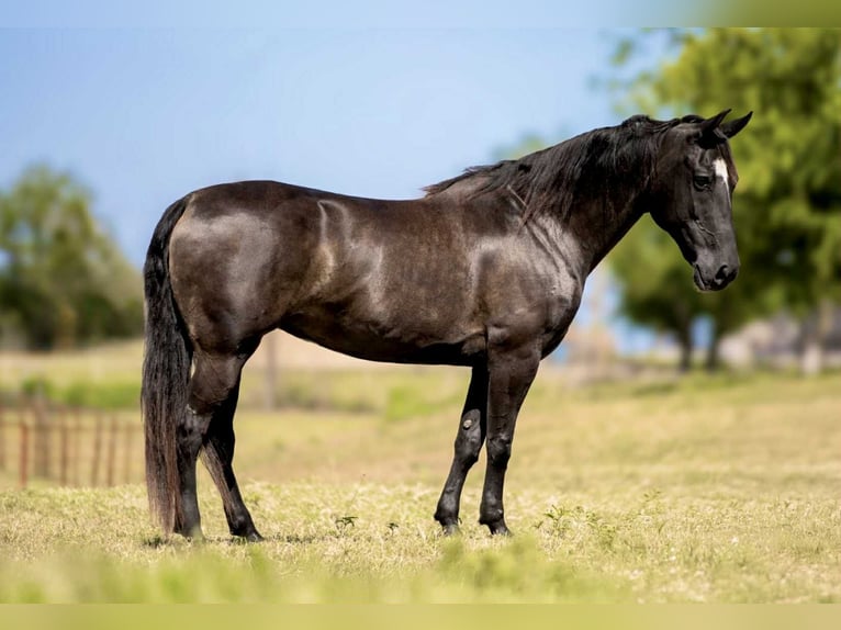 Quarter horse américain Jument 8 Ans 147 cm Overo-toutes couleurs in Weatherford TX