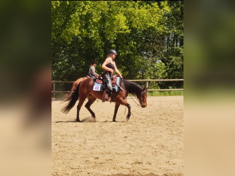 Quarter horse américain Jument 8 Ans 148 cm Bai in Görlitz