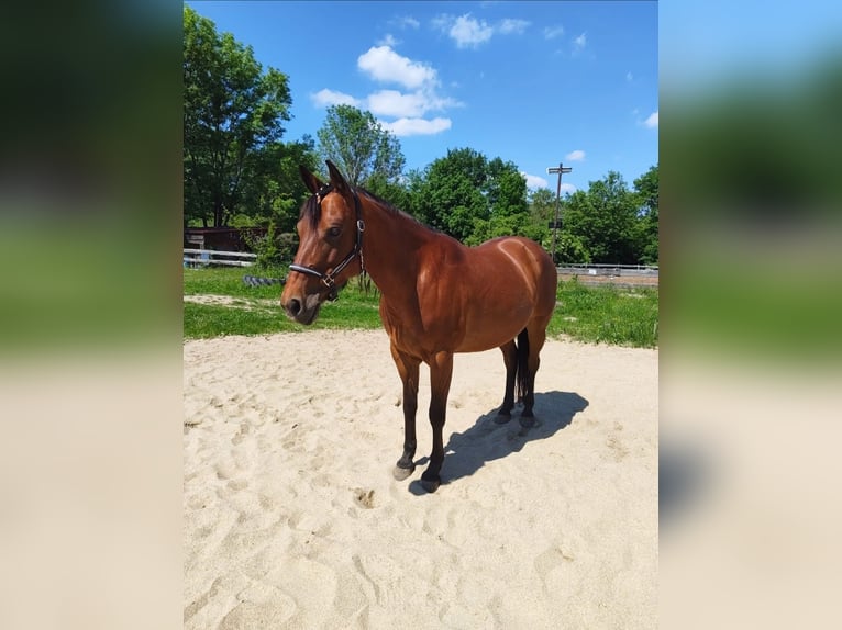 Quarter horse américain Jument 8 Ans 148 cm Bai in Görlitz