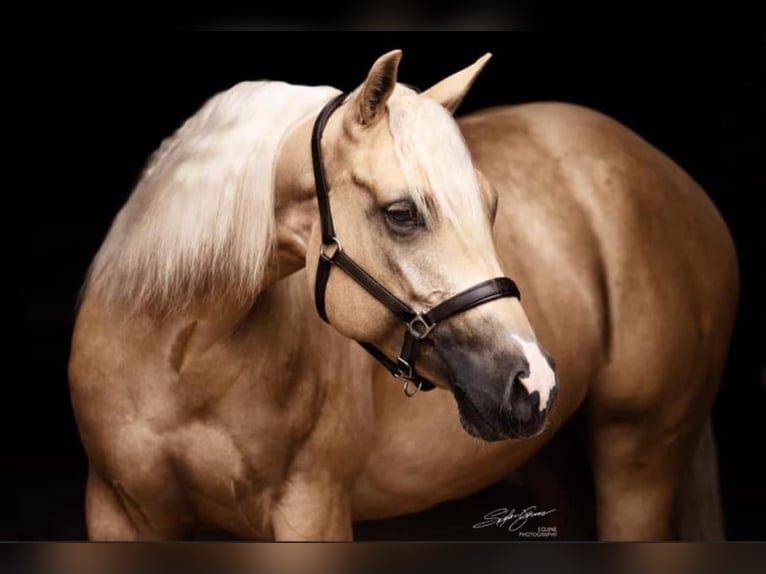 Quarter horse américain Jument 8 Ans 148 cm Palomino in Walldorf