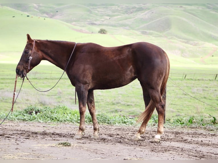 Quarter horse américain Jument 8 Ans 150 cm Alezan brûlé in Paicines CA
