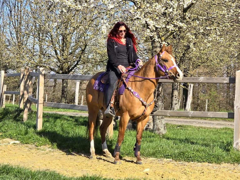 Quarter horse américain Jument 8 Ans 150 cm Alezan dun in Linkenbach