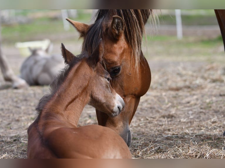 Quarter horse américain Jument 8 Ans 150 cm Bai cerise in Hassleholm