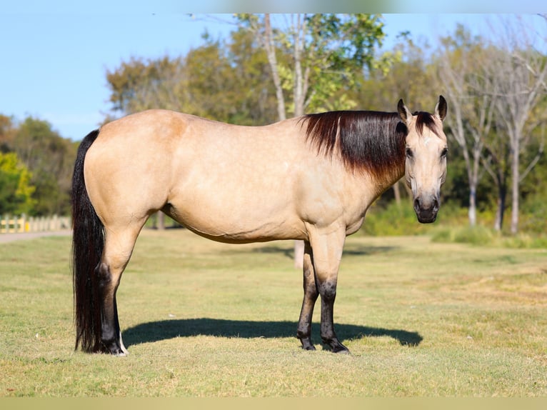 Quarter horse américain Jument 8 Ans 150 cm Buckskin in Forney Quarter horse américain Jument 8 Ans 150 cm Buckskin in Forney