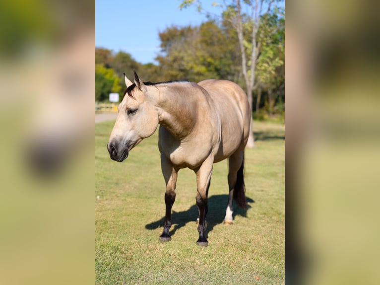 Quarter horse américain Jument 8 Ans 150 cm Buckskin in Forney Quarter horse américain Jument 8 Ans 150 cm Buckskin in Forney