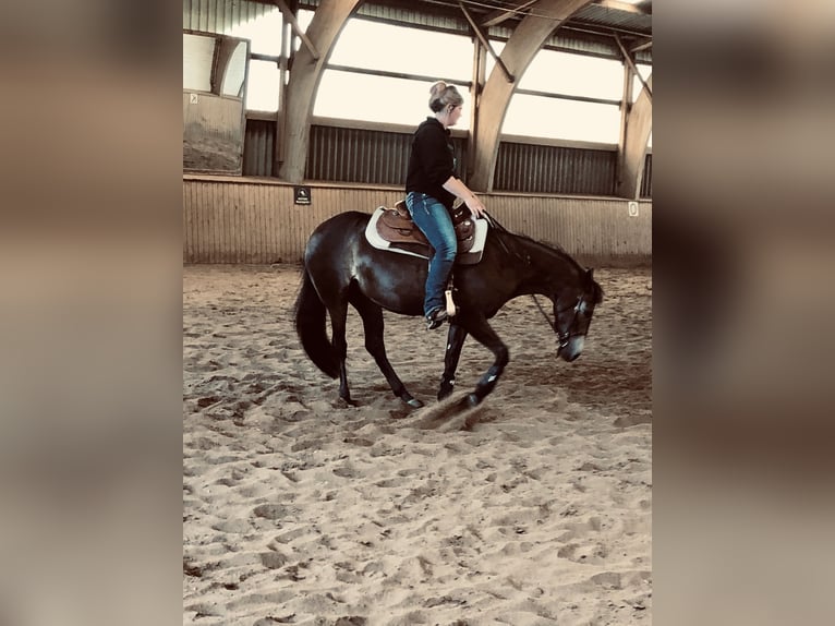 Quarter horse américain Jument 8 Ans 150 cm Buckskin in Bleckede