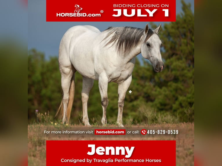 Quarter horse américain Jument 8 Ans 150 cm Gris in Crowell, TX