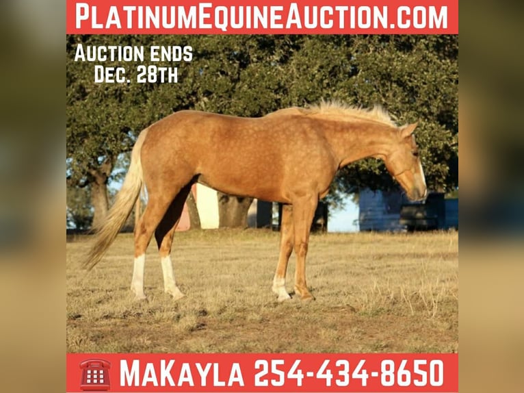 Quarter horse américain Jument 8 Ans 150 cm Palomino in Poolville TX