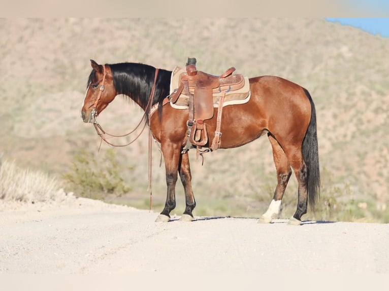 Quarter horse américain Jument 8 Ans 152 cm Bai cerise in Wickenburg