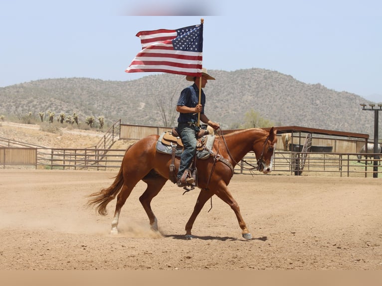 Quarter horse américain Jument 8 Ans 152 cm Bai cerise in Wickenburg