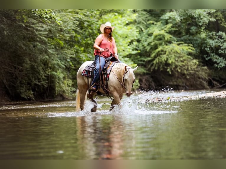 Quarter horse américain Jument 8 Ans 152 cm Cremello in Mt Hope AL