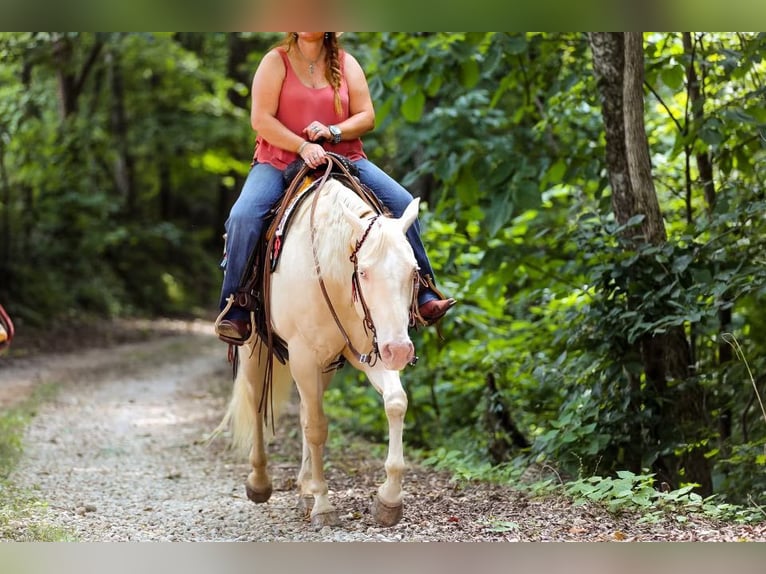 Quarter horse américain Jument 8 Ans 152 cm Cremello in Mt Hope AL