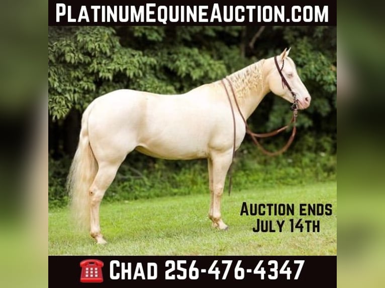 Quarter horse américain Jument 8 Ans 152 cm Cremello in Mt Hope AL