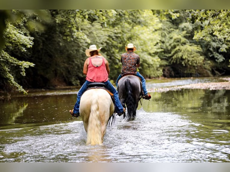 Quarter horse américain Jument 8 Ans 152 cm Cremello in Mt Hope AL