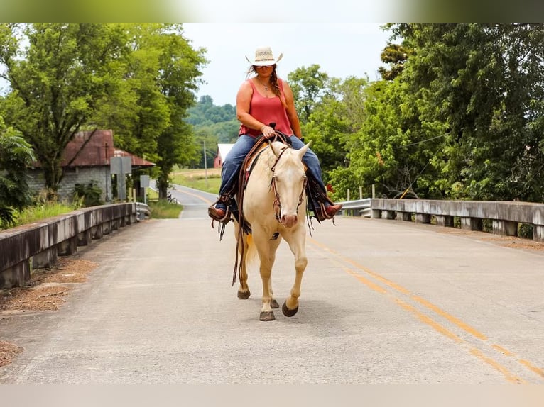 Quarter horse américain Jument 8 Ans 152 cm Cremello in Mt Hope AL