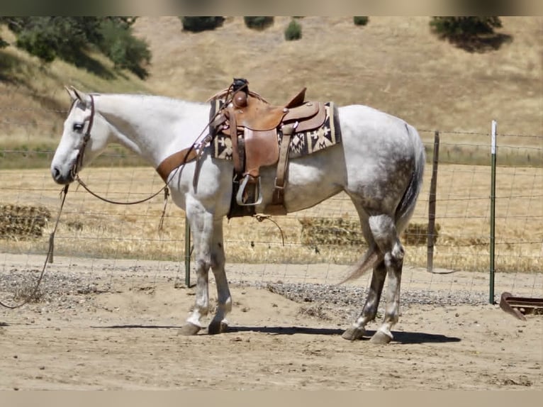 Quarter horse américain Jument 8 Ans 152 cm Gris in Tres Pinos