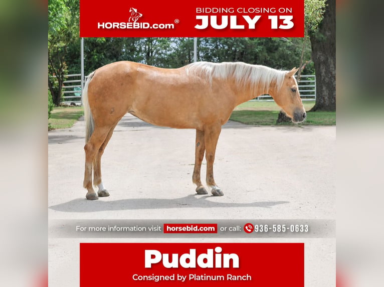 Quarter horse américain Jument 8 Ans 152 cm Palomino in Kaufman