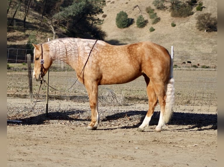 Quarter horse américain Jument 8 Ans 152 cm Palomino in PAICINES, CA