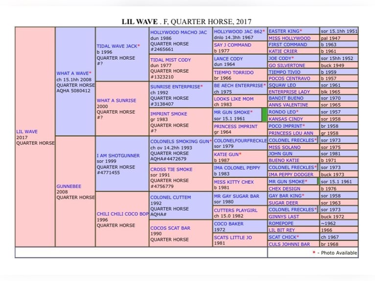Quarter horse américain Jument 8 Ans 154 cm Alezan in Bellingen