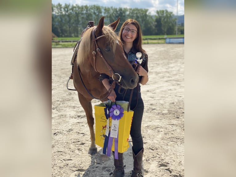 Quarter horse américain Jument 8 Ans 154 cm Alezan in Mengerskirchen