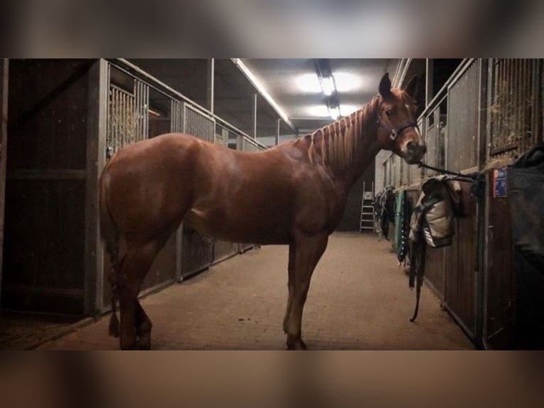 Quarter horse américain Jument 8 Ans 155 cm Alezan in Kevelaer