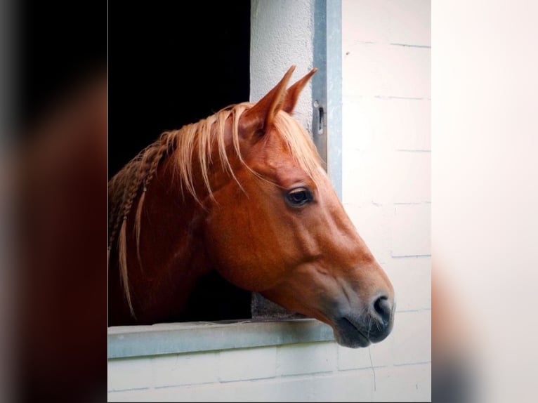 Quarter horse américain Jument 8 Ans 155 cm Alezan in Kevelaer