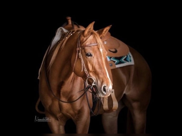 Quarter horse américain Jument 8 Ans 155 cm Alezan in Kevelaer