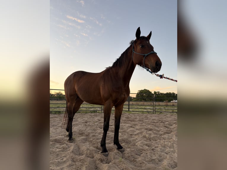 Quarter horse américain Jument 8 Ans 155 cm Bai cerise in Sutherland Springs