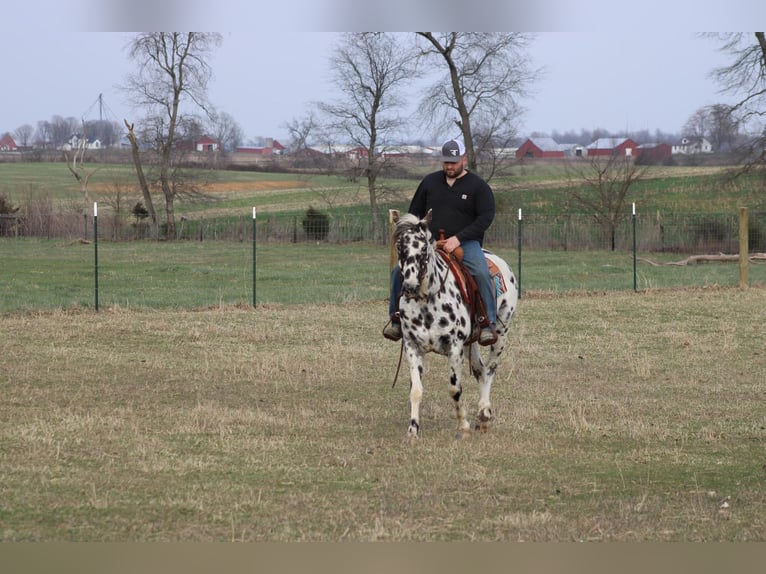 Quarter horse américain Jument 8 Ans 155 cm Léopard in Sonora KY