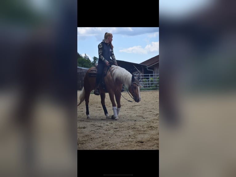Quarter horse américain Jument 8 Ans 155 cm Palomino in Kumberg
