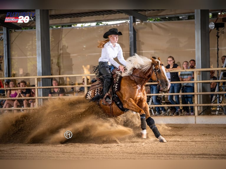 Quarter horse américain Jument 8 Ans 155 cm Palomino in Kumberg