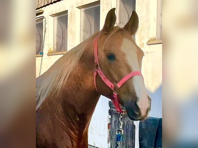 Quarter horse américain Jument 8 Ans 156 cm Palomino in Wasserburg am Inn