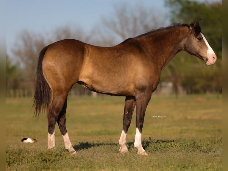 Quarter horse américain Jument 8 Ans 157 cm Buckskin in Edmond